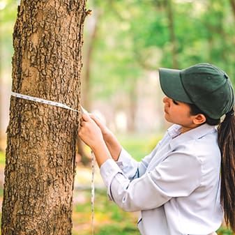 Técnica forestal mide el tronco de un árbol